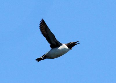 #145   Bridled Common Murre