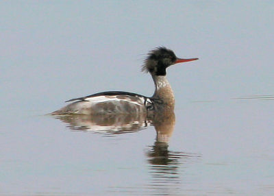 #64   Harle hupp / Red-breasted Merganser