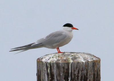 #55   Sterne pierregarin / Common Tern