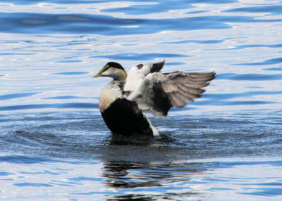 Eider  duvet / Eider Duck