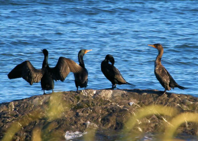 #60   Cormorans  aigrettes / Double-crested Cormorants