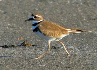 Pluvier Kildir / Kildeer
