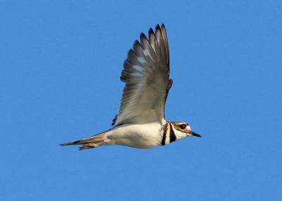 Pluvier Kildir / Kildeer
