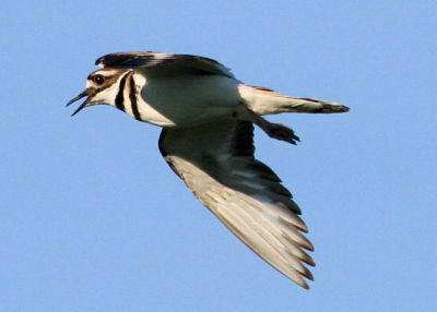 #93   Pluvier Kildir / Kildeer