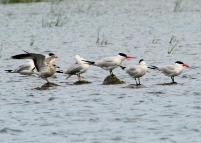 Caspian Terns