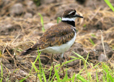 Kildeer