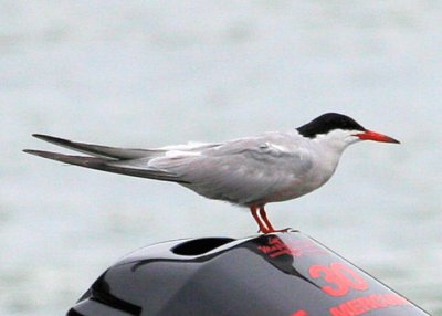 Caspian Tern