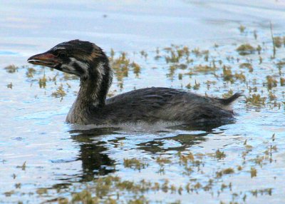 Pied-billed Grebe (juvenile)
