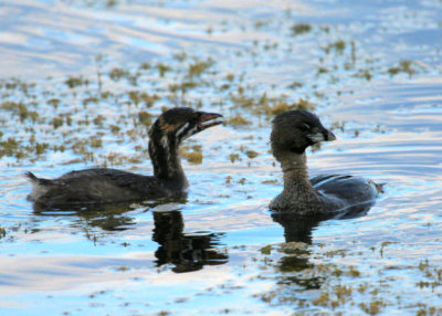Pied-billed Grebe and juvenile