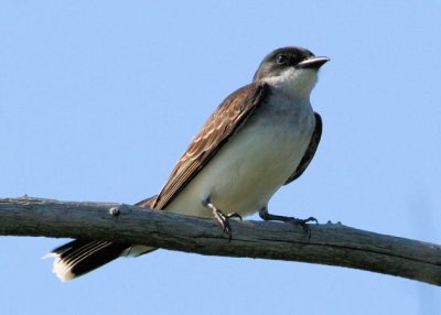 Eastern KIngbird