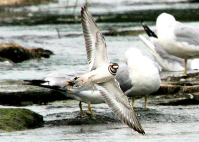 Kildeer