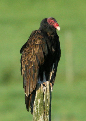 #119   Urubu  tte rouge / Turkey Vulture