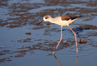 IMG_0918.jpg