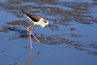 IMG_0984.jpg