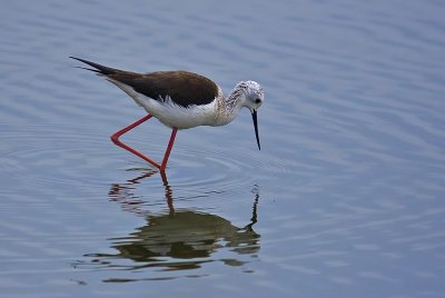 IMG_5386.jpg