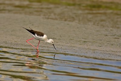 IMG_7534.jpg