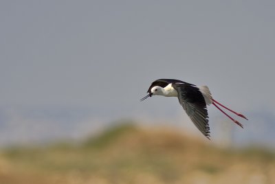 IMG_7645.jpg