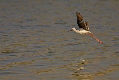 IMG_7509.jpg