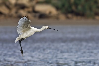 Spoonbill