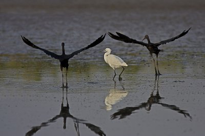 Ibis