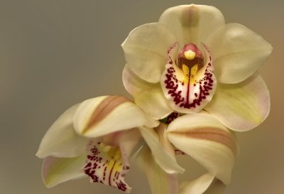 Orchid