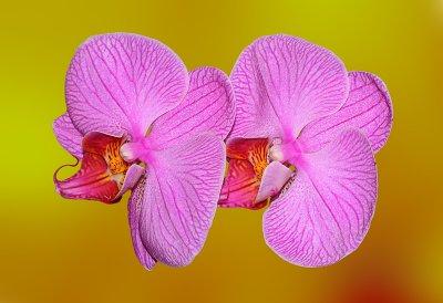 Orchids