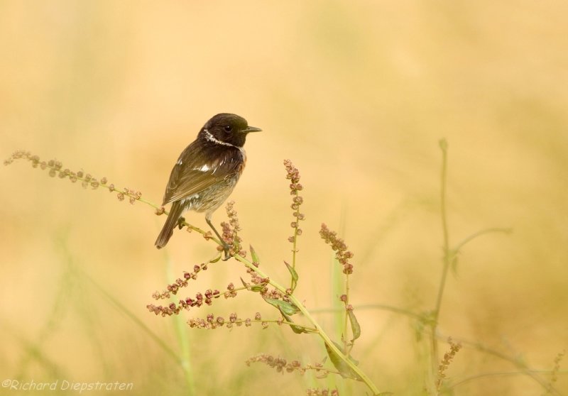 Roodborsttapuit - Saxicola torquata - Stonechat