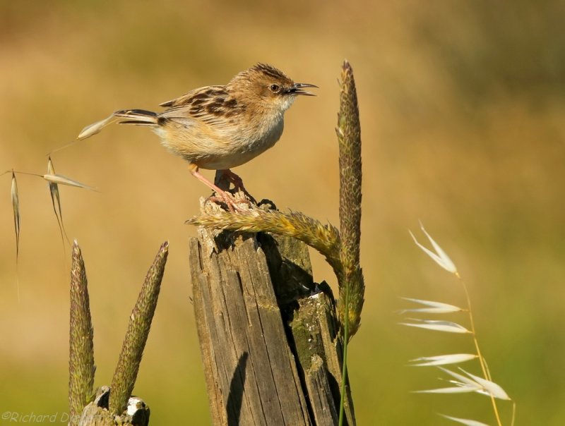 Graszanger - Cisticola juncidis - Zitting Cisticola