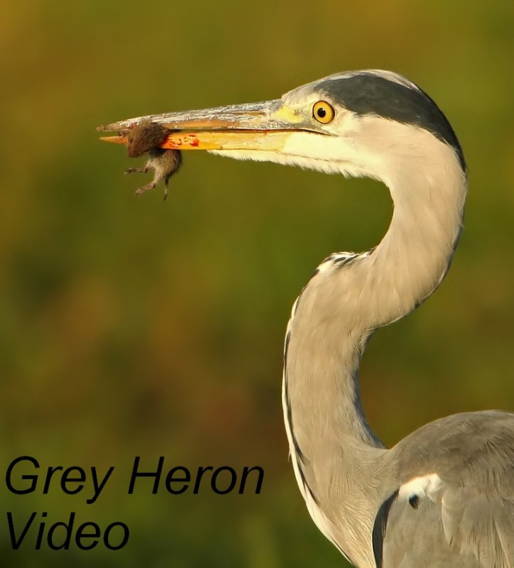 Blauwe Reiger - Ardea cinerea - Grey Heron