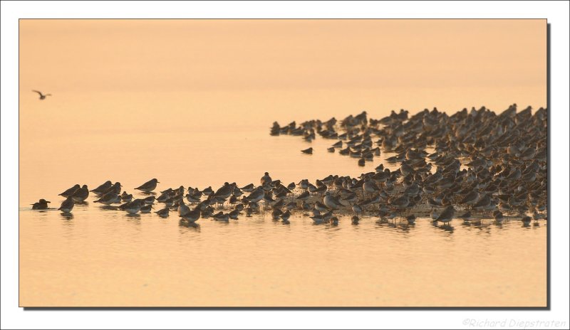 Bonte Strandloper - Calidris alpina - Dunlin