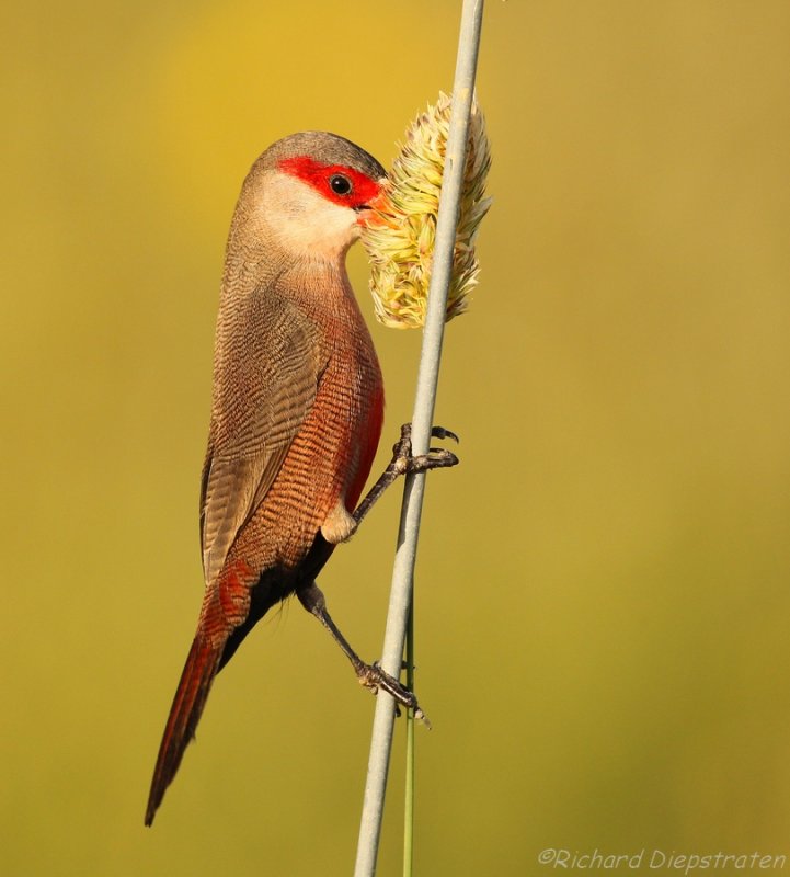 Sint Helenafazantje - Estrilda astrild - Common Waxbill