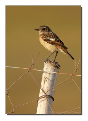 Paapje - Saxicola rubetra - Whinchat