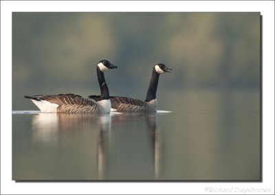 Canadese  Gans - Branta canadensis - Canada Goose