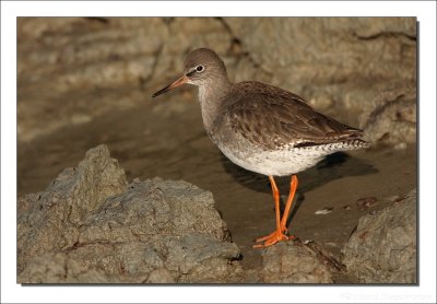 Tureluur - Tringa totanus - Redshank