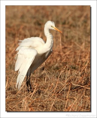 Grote Zilverreiger - Egretta alba - Great Egret