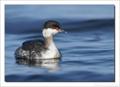 Kuifduiker - Podiceps auritus - Slavonian Grebe