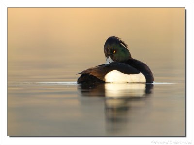 Kuifeend - Aythia fuligula - Tufted Duck