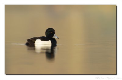 Kuifeend    -    Tufted Duck