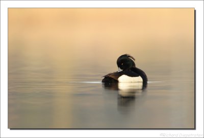 Kuifeend - Aythia fuligula - Tufted Duck