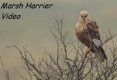 Bruine Kiekendief - Circus aeruginosus - Marsh Harrier