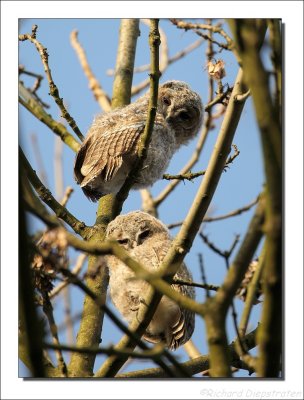 Bosuil - Strix aluco - Tawny Owl