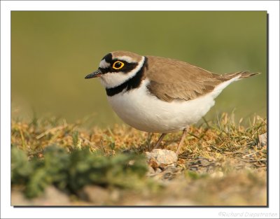 Kleine Plevier - Charadrius dubius - Little Ringed Plover