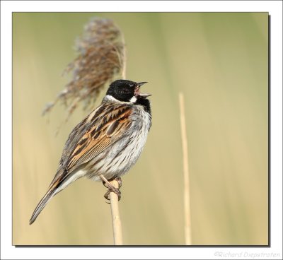Rietgors    -    Reed Bunting