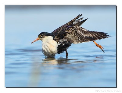 Kemphaan - Philomachus pugnax - Ruff