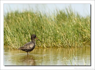 Zwarte Ruiter - Tringa erythropus - Spotted Redshank