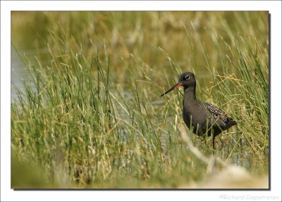 Zwarte Ruiter    -    Spotted Redshank