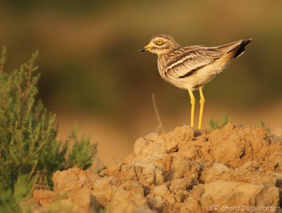 Griel    -    Stone Curlew