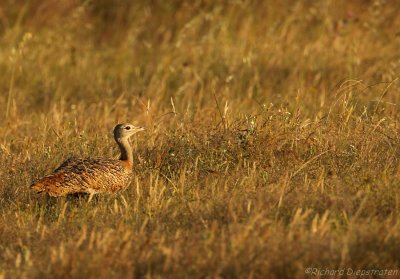 Grote Trap - Otis tarda - Great Bustard