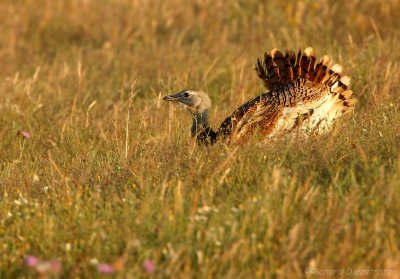 Grote Trap    -    Great Bustard