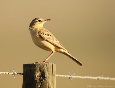 Duinpieper - Anthus campestris - Tawny Pipet